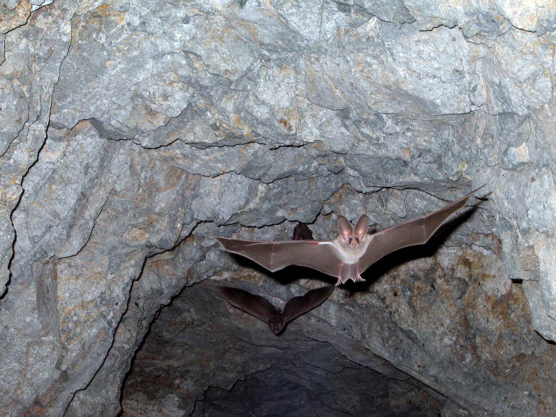 Пещеры летучих мышей в 2022 - 2023