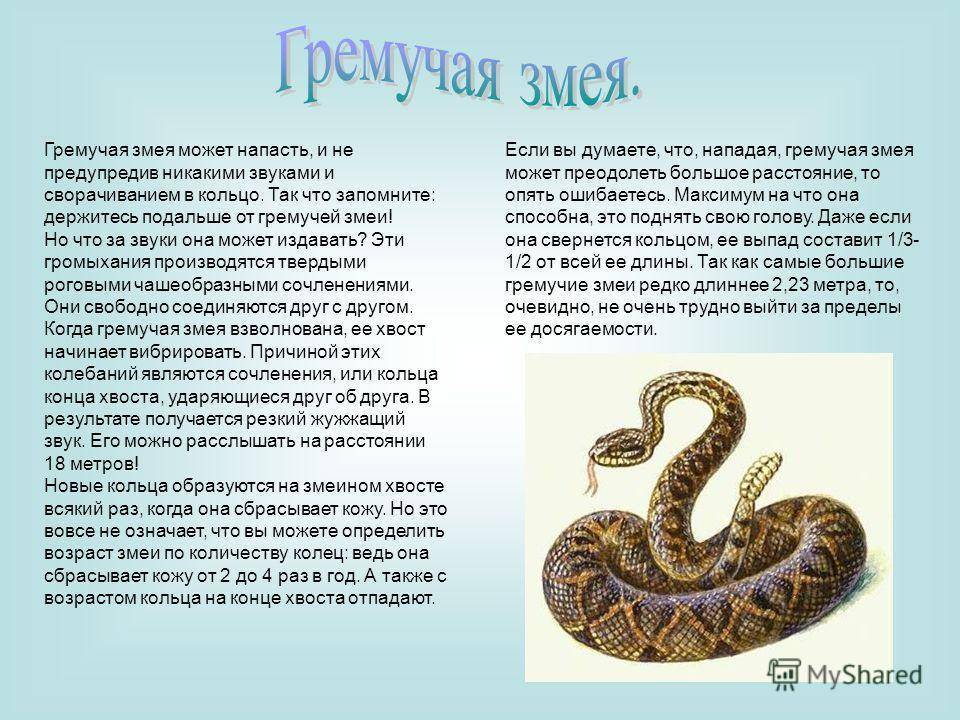 Знак змеи в китайском гороскопе. сочетание с другими знаками