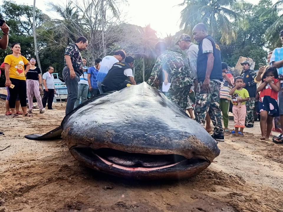 Акулы в таиланде: есть ли акулы в таиланде?