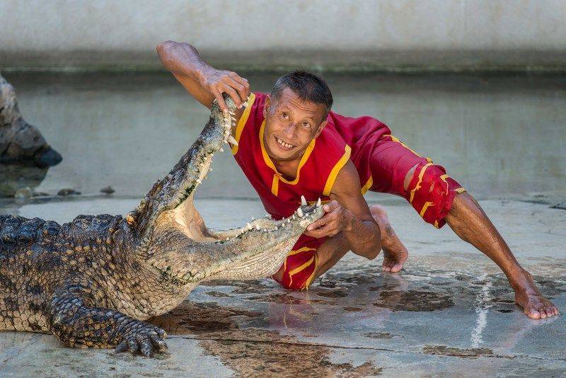К чему снится крокодил: маленькие крокодильчики на суше, в воде, что значит убегать от большого аллигатора во сне