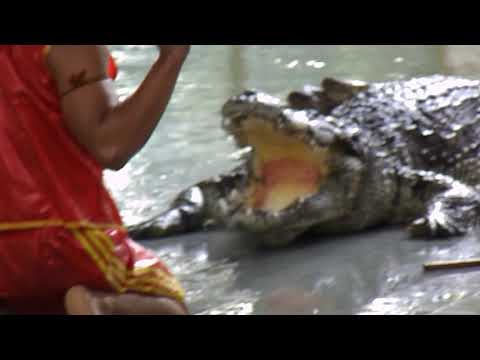 Крокодилы в тайланде - места обитания, опасность, изделия из кожи