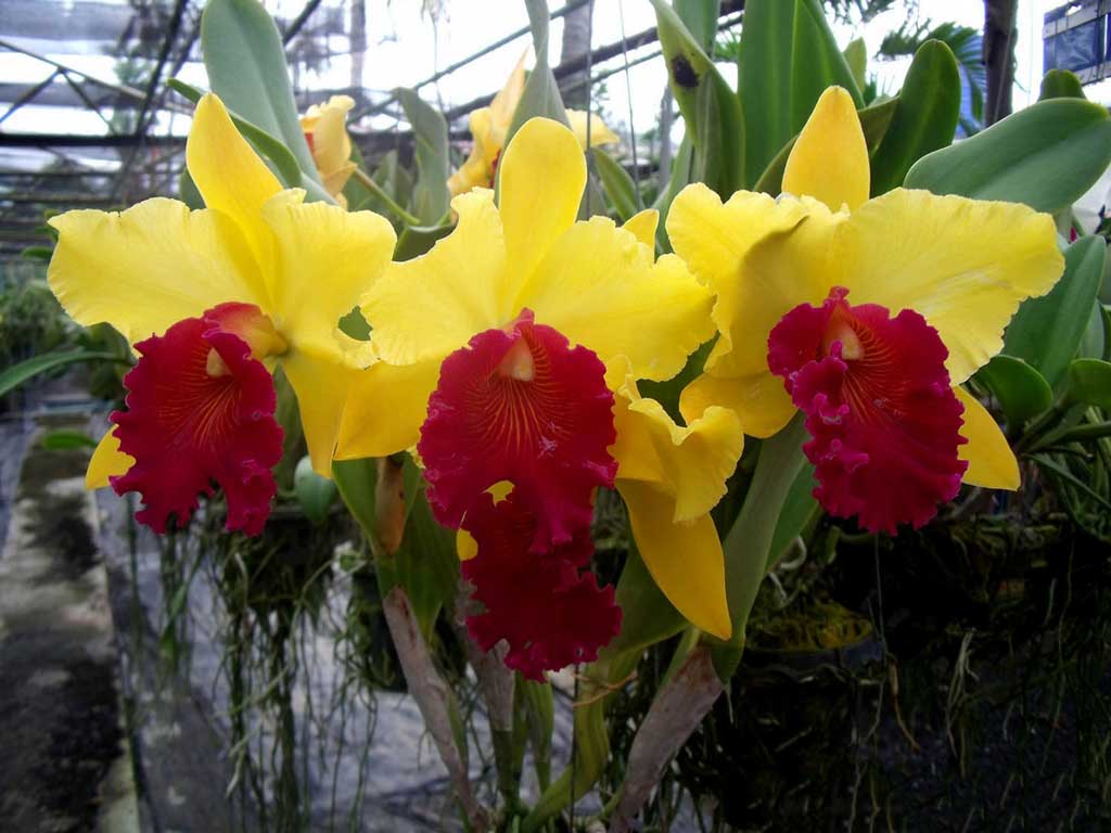 Phuket orchid resort 4* - таиланд, пхукет - отели | пегас туристик