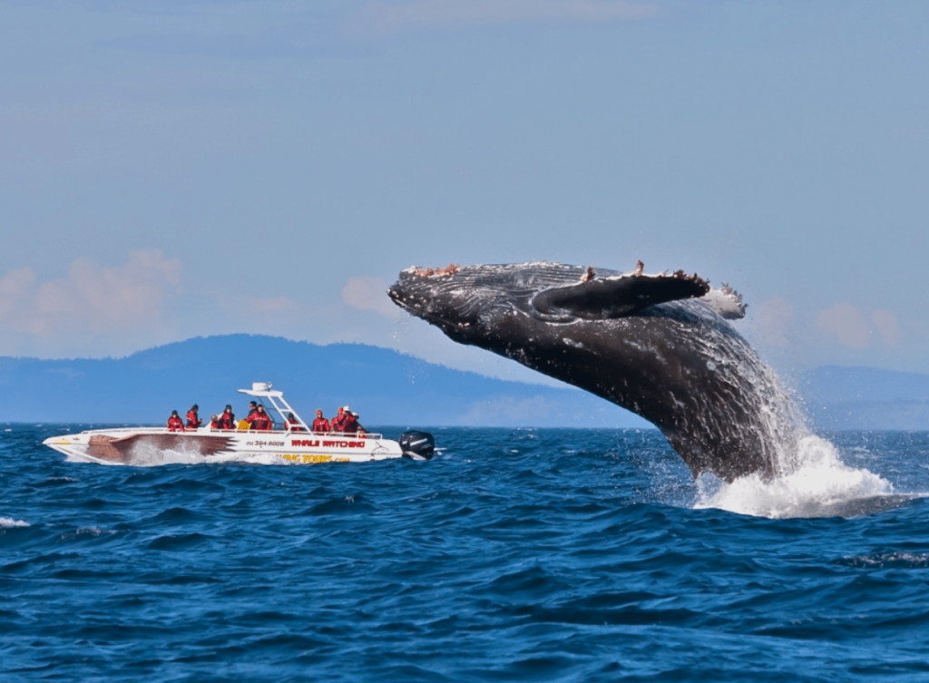 Как поплавать с китами в дикой природе. путешествие на шантарские остр
