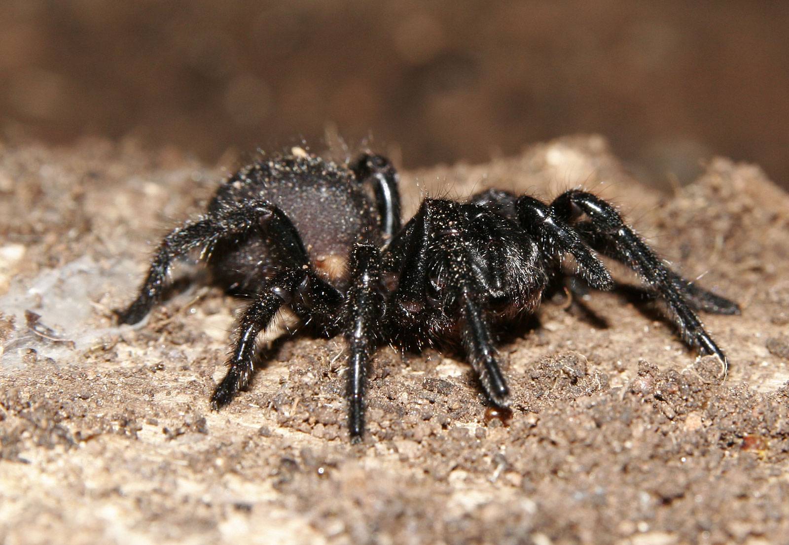 Самые популярные виды австралийских пауков