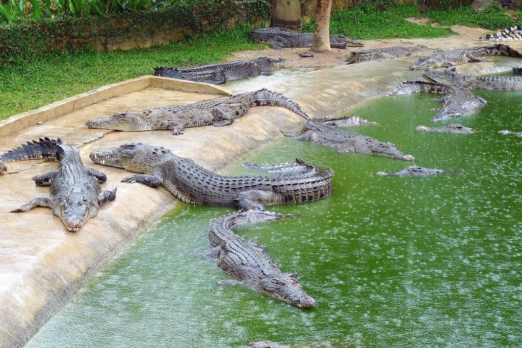 Парк миллионолетних камней и крокодиловая ферма - паттайя: фото, видео, экскурсия в сад камней - 2022