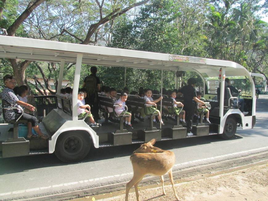 Зоопарк в паттайе кхао кхео - я живу в таиландея живу в таиланде