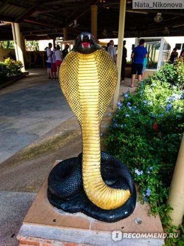 Шоу со змеями в тайланде. фото и отзывы о поездке на змеиную ферму на пхукете