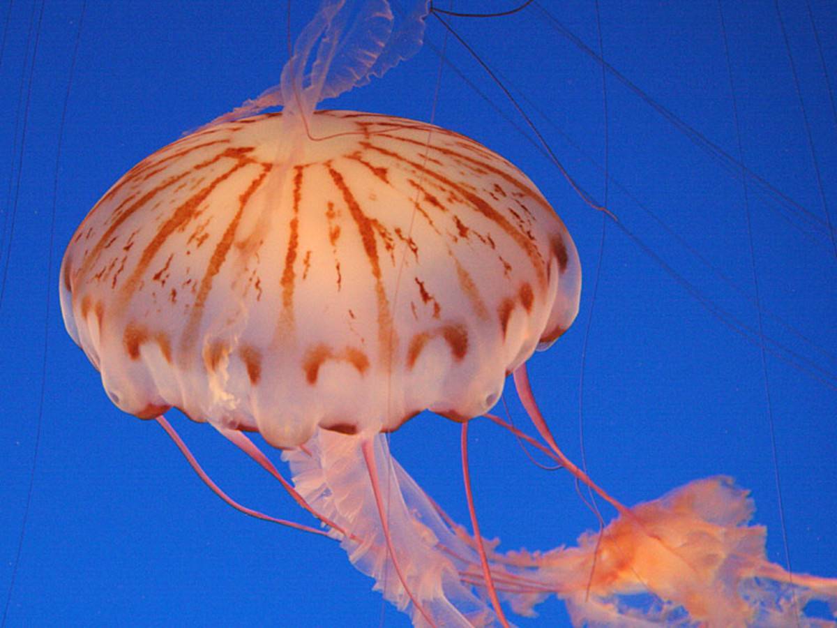 10 most dangerous sea creatures