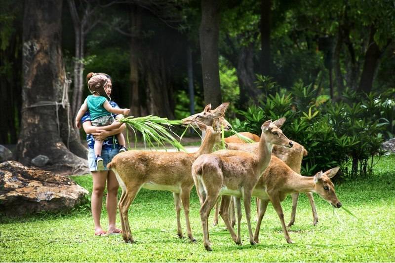 Зоопарк khao keow open zoo — часы работы, как добраться и что посмотреть