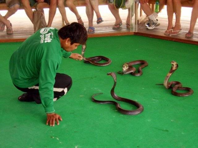 Змеи в тайланде: я встретил 6 штук - site2max