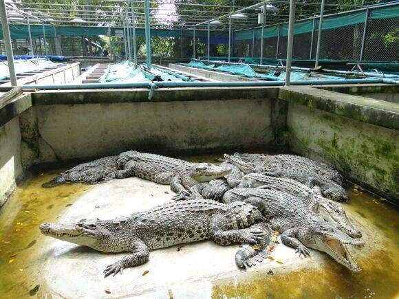 Ферма крокодилов и парк миллионолетних камней в паттайе