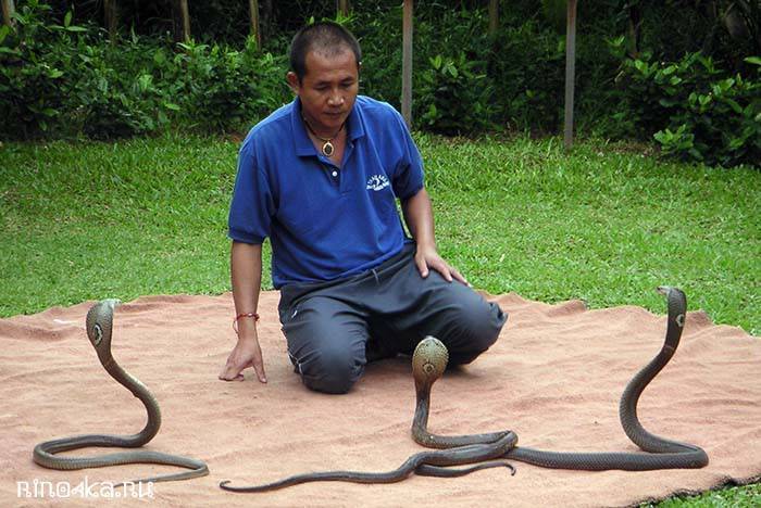 Альказар и шоу змей в тайланде
