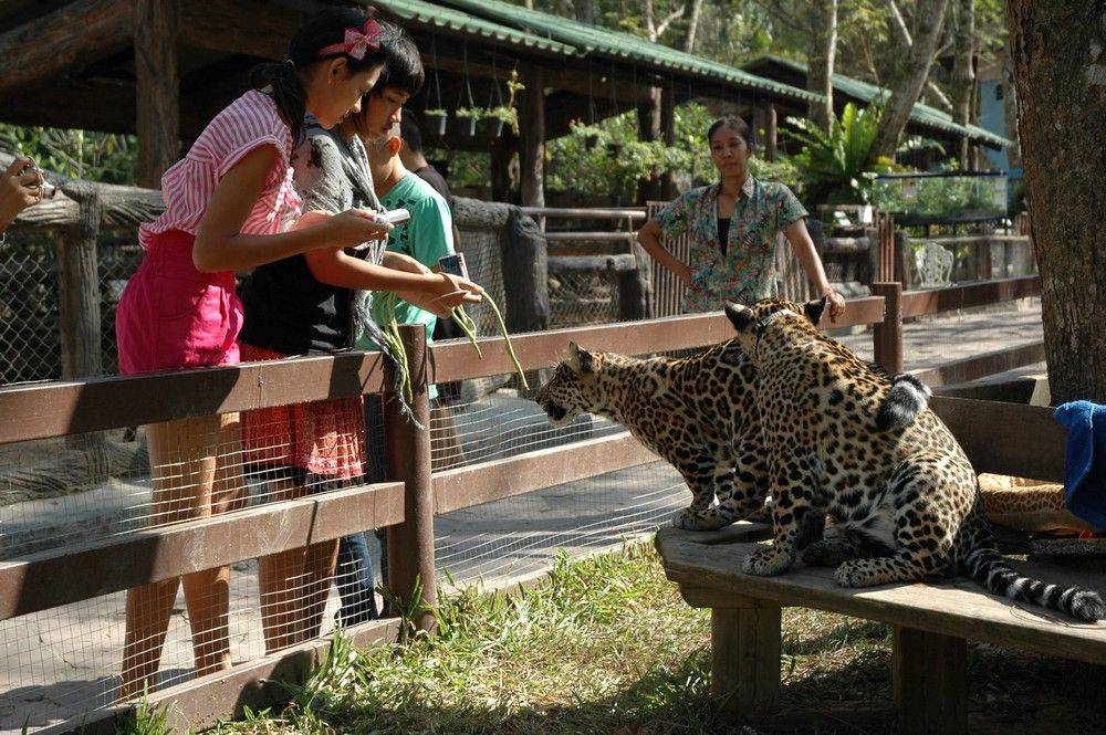 Зоопарк кхао кхео: как доехать и добраться до него из паттайи самостоятельно