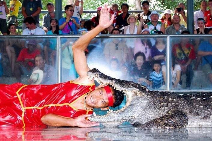 Зоопарк на пхукете «phuket zoo». шоу с крокодилами, слонами и сад орхидей