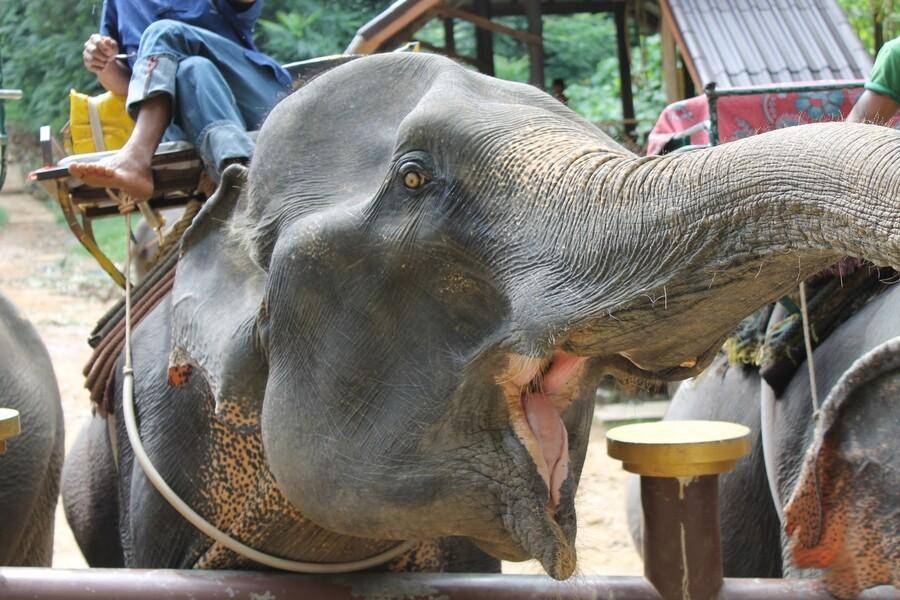 Заповедник «убежище слонов» на пхукете