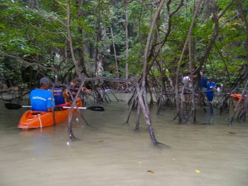 6-часовая экскурсия по мангровым лесам канзо (вамсат). экологический тур в сайгоне. вьетнам