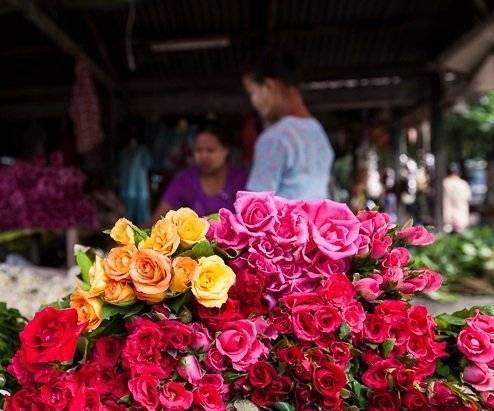 Названия и описание цветов тайланда