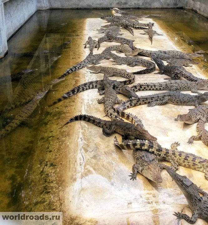 Крокодиловая ферма в бангкоке