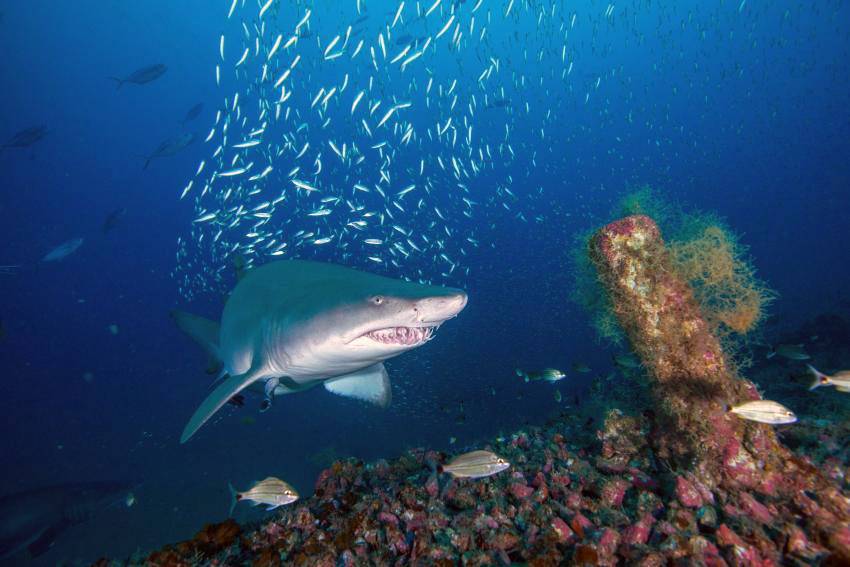 Есть ли акулы в тунисе и бывают ли нападения акул в тунисе  - ответ ∞ лагуна акул