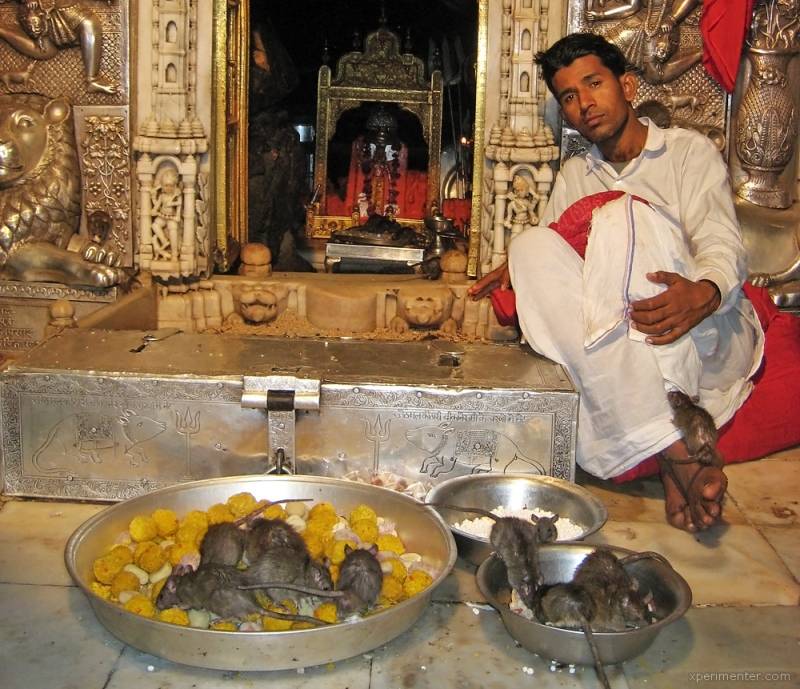 Храм крыс в индии: такого вы еще не видели - мир современной женщины