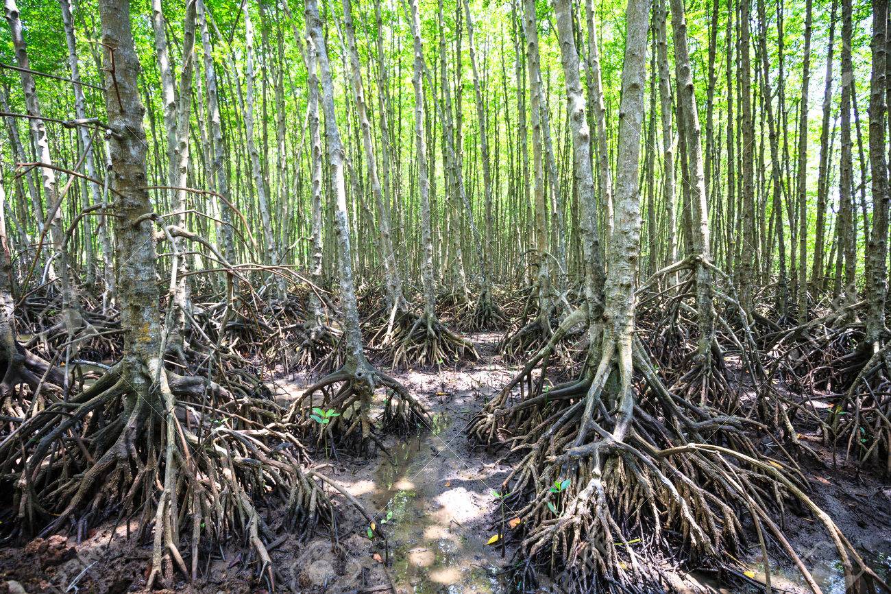 Мангровые леса канзо: экскурсия с гидом на русском