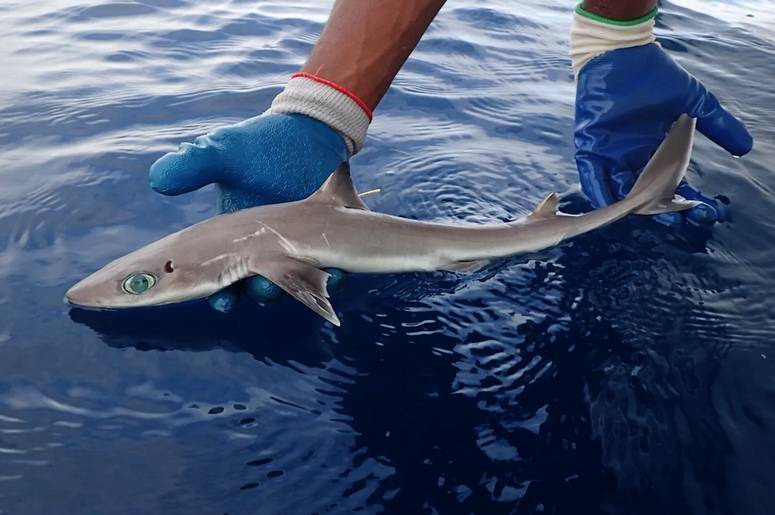 Акулы в таиланде - водятся ли опасные акулы в морях таиланда
