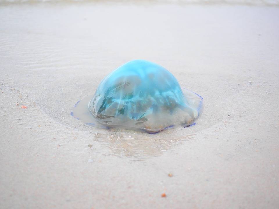 Необычный таиланд: медузы — mythaiguide.ru