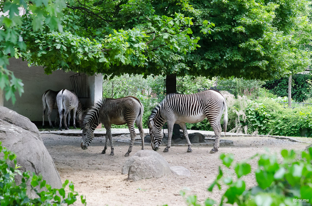 Зоопарк в минске фото животных