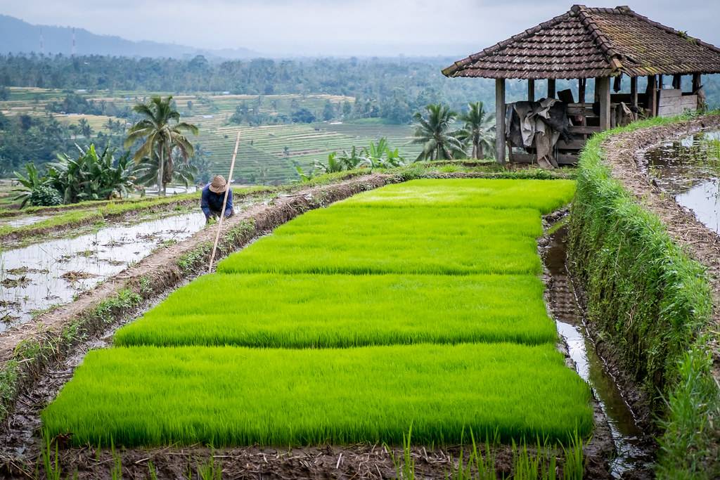 Рисовые террасы в банауэ — аграрный шедевр племени ифугао