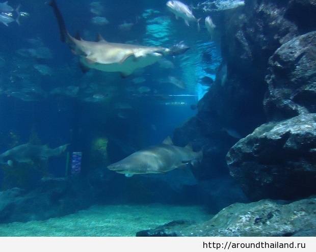 Есть ли акулы в тунисе и бывают ли нападения акул в тунисе  - ответ ∞ лагуна акул