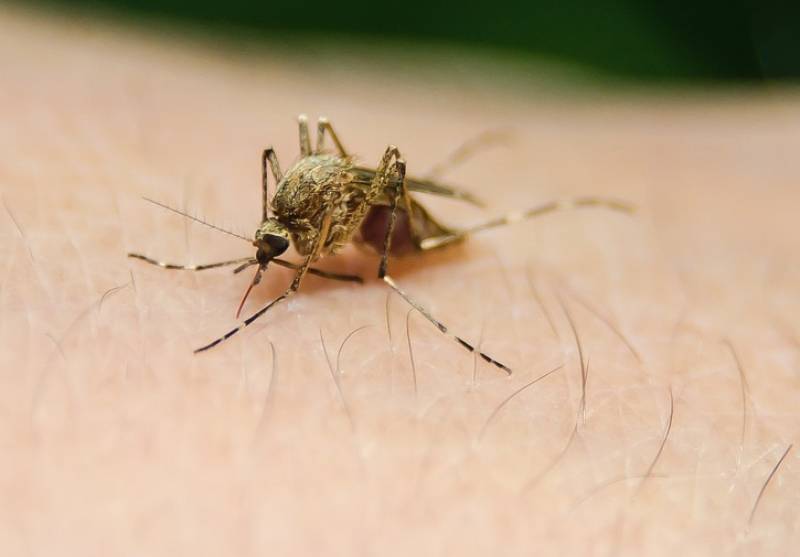 Комары в тайланде - что переносят и как от них защититься