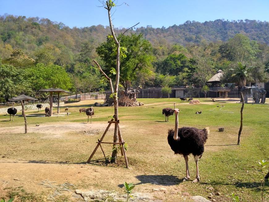 Зоопарк кхао кхео в паттайе - лучший в тайланде – так удобно!  traveltu.ru