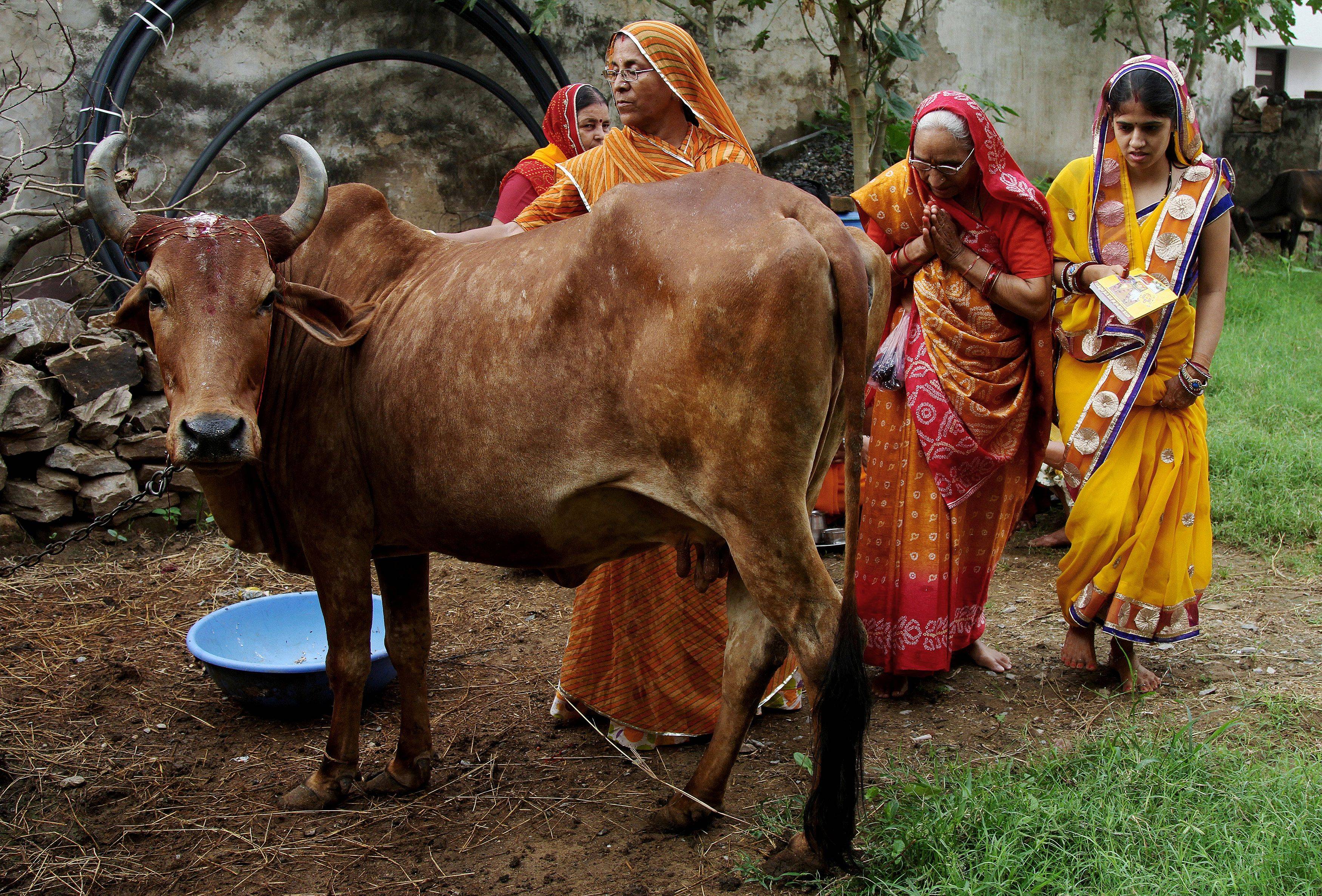 Священная корова - индийская корова зебу