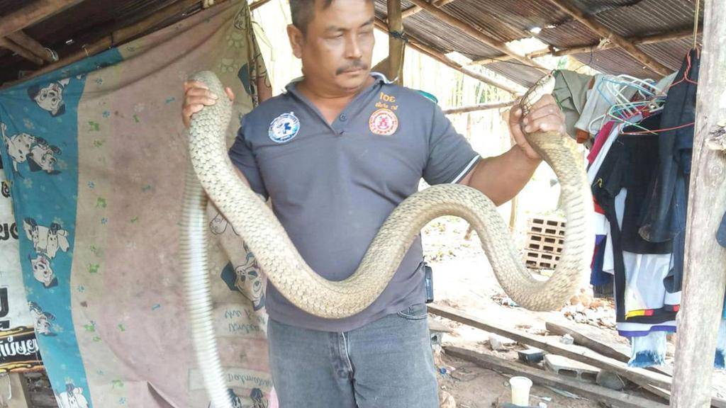 Змеи таиланда. ядовитые и опасные виды. что делать при укусе змеи