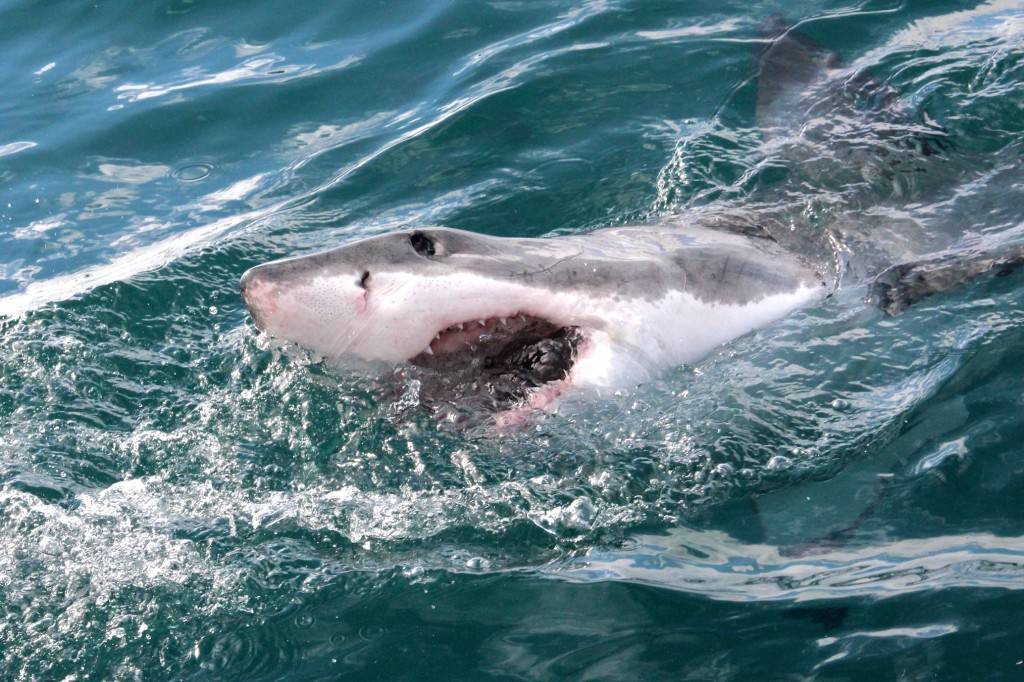 Есть ли в море акулы | turisaga.ru