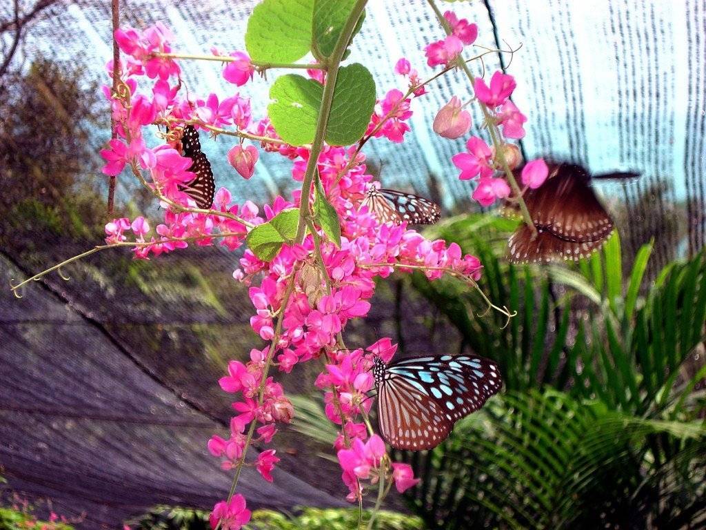 Сад бабочек на пхукете
