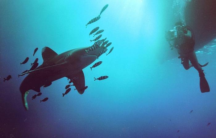 Есть ли акулы в сиамском заливе - всё о тайланде