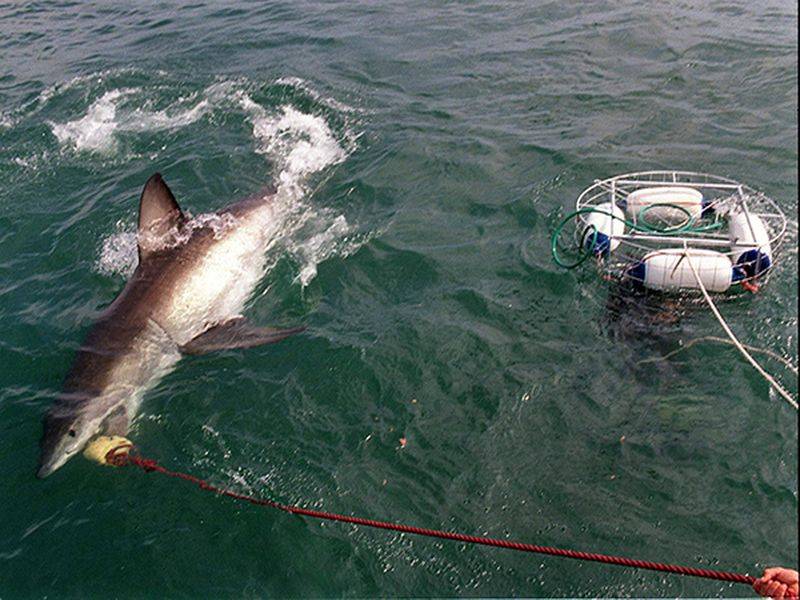 Есть ли акулы во вьетнаме и нячанге
