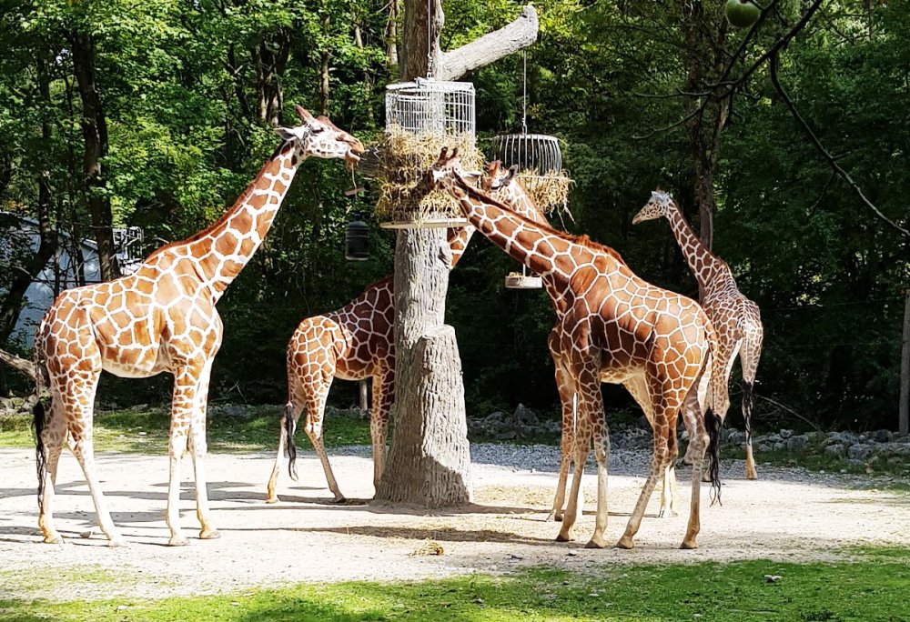 Зоопарк сайт. Зоопарк Tierpark Hellabrunn. Хеллабрунн Мюнхен. Зоопарк в Мюнхене. Tierpark в Мюнхене.