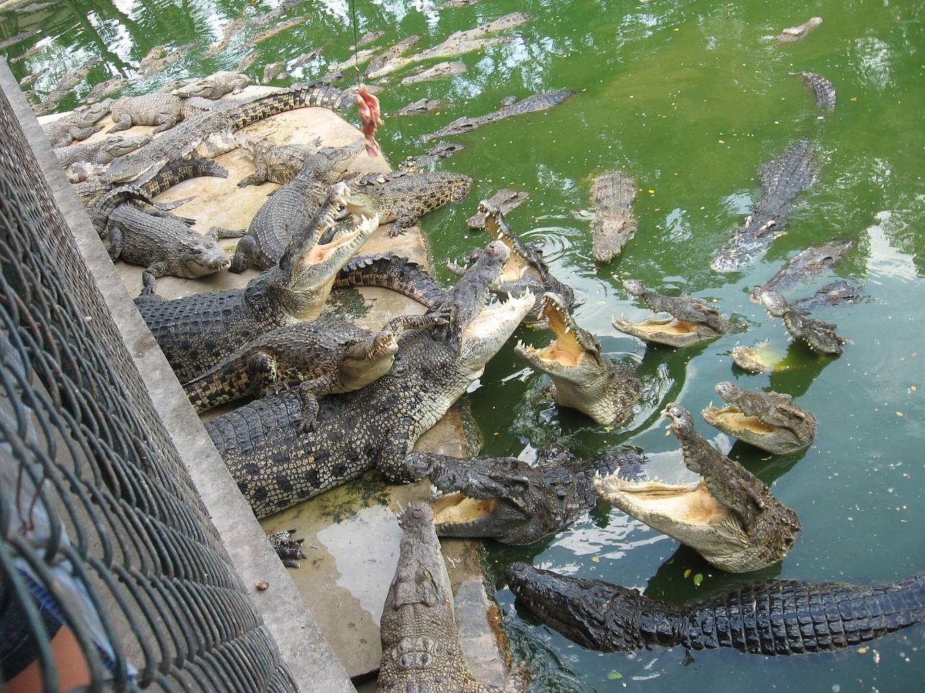 Крокодиловая ферма фукуок | крокодилы на фукуоке