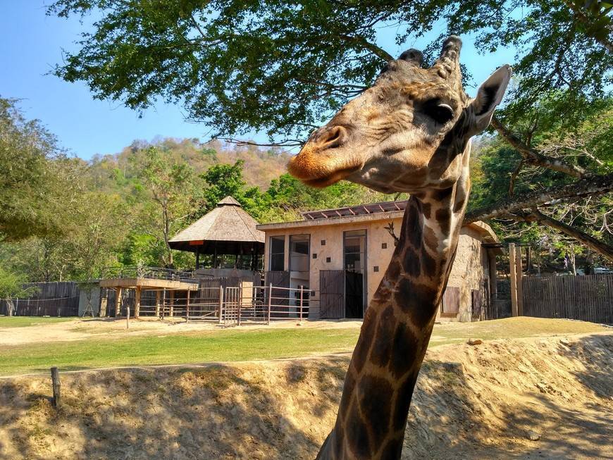 Зоопарк в паттайе как добраться самостоятельно - всё о тайланде