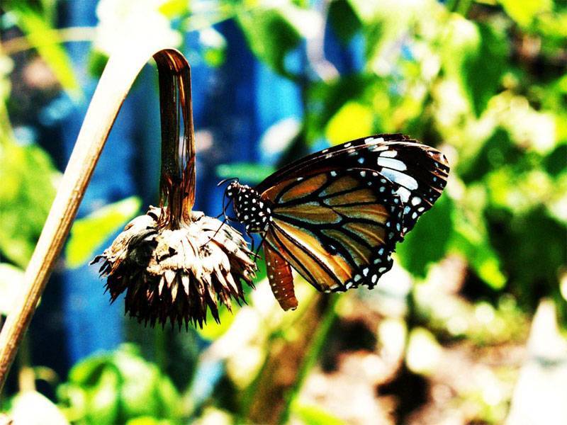 Сад бабочек на пхукете: адрес, время работы, история, описание, карта.