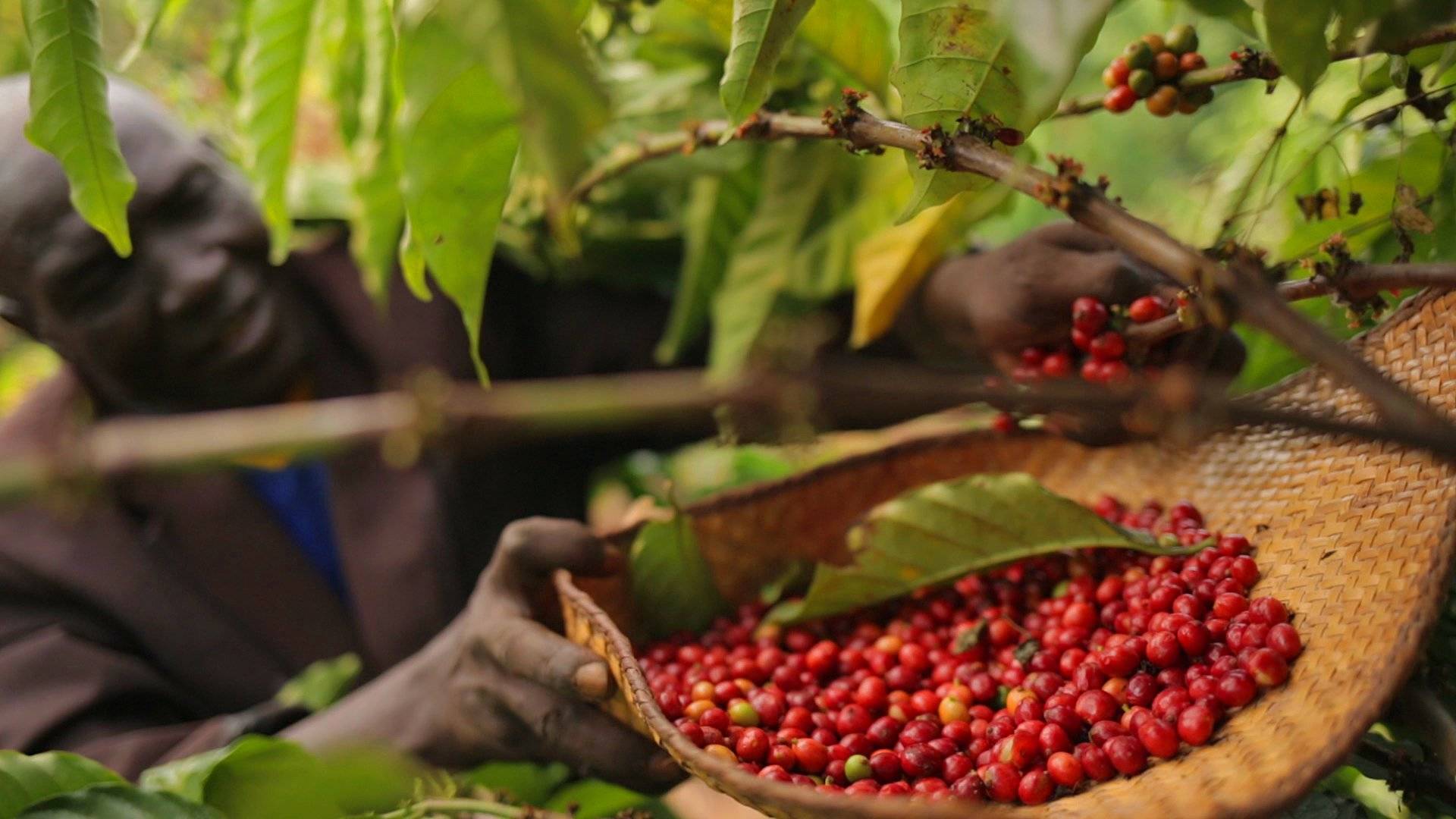 Кофе из камбоджи: описание, виды, регионы производства