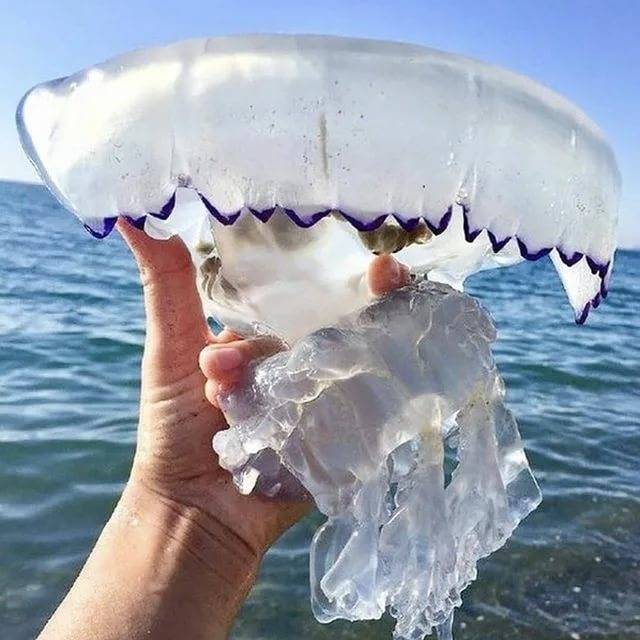 Когда в паттайе появляются медузы?