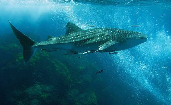 Есть ли акулы в паттайе - всё о тайланде