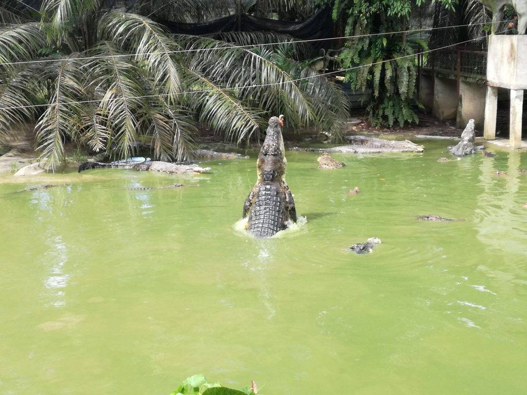 Крокодилы в тайланде - места обитания, опасность, изделия из кожи