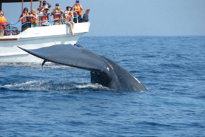 Шри ланка экскурсии киты