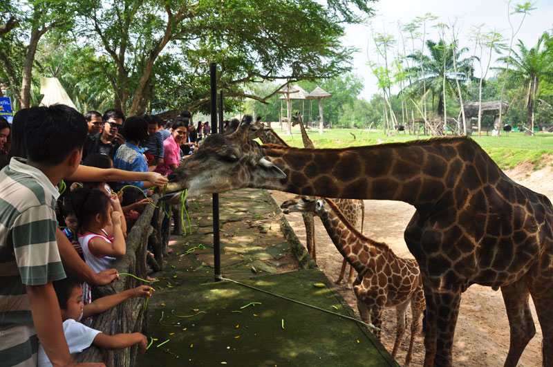 Кхао кхео зоопарк - где находится и как добраться, что посмотреть