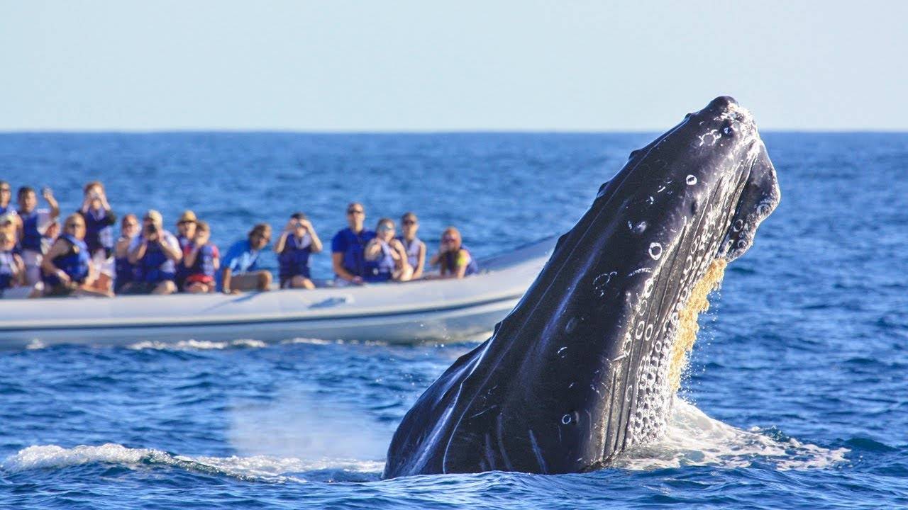 Где заказать экскурсию к китам на шри-ланке?