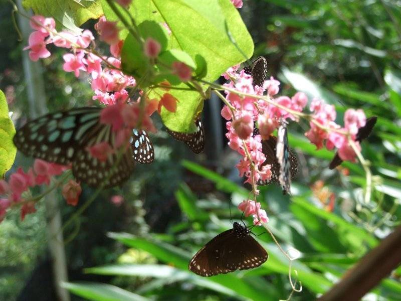 Сад бабочек и мир насекомых (butterfly garden & insect world) на пхукете